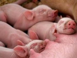 Senar/SC firma parceria com ACCS para qualificar produtores de suínos