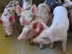 Demanda de suínos pode manter preços firmes em 2014