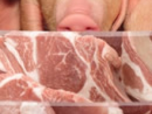 MG: Suinocultores comemoram a reação no preço da carne suína