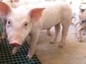 Aquecimento no mercado não afasta a crise da suinocultura