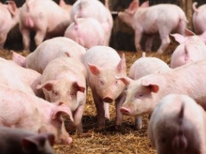 Governo anuncia medidas para ajudar a suinocultura catarinense