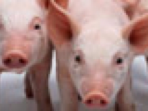 Mesmo com setor em crise, suinocultura no TO cresce 9,9% em 2012