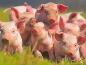 Suinocultores se esforçam para tentar recuperar perdas obtidas com a intensa crise