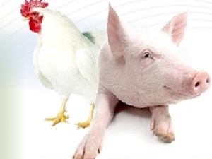 Expointer: Embrapa mostra pesquisas em bem-estar animal e qualidade na produção de leitões e frangos