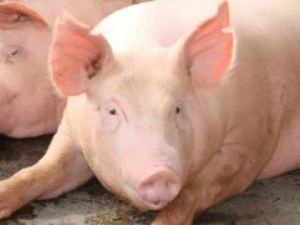 Estação de Cananéia (SP) será reformada para quarentena de suínos importados